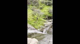 Dog Rides A Natural Waterslide