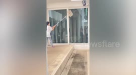 Residents catch large gecko using pool net and broom