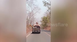 Pet dog stands on roof of overloaded pickup truck