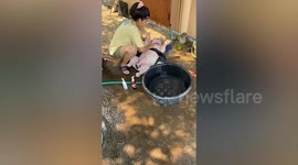Pampered pet bulldog lays on back while being given sponge bath