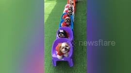 Pet Shih Tzu dogs and cats wear Santa Claus suits