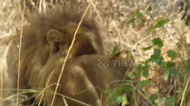 Lion Dad Shares Meal with Cubs - This Lion and his pride caught a Warthog but he did not allow the females to feed - only him and his Cubs