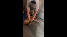 Adorable dog loves to play with the cleaning lady in the building *Wholesome Video*