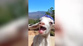 Adorable footage of herd of baby goats relaxing on a farm