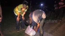 Rescue crew catch 11 wild boars rampaging through tourist spot in Thailand