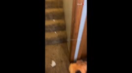 Mischievous doggo won't take the blame after making a big mess in the house