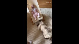 Floofy cat tries to outsmart owner to play with sister's tiny feet