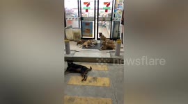 Stray dogs sit outside convenience store entrance to cool off in aircon breeze