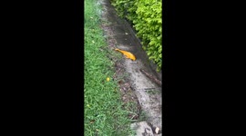 Golden koi carp found on path helped back to pond in China