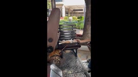 Driver's pet kitten naps on seat at the front of bus