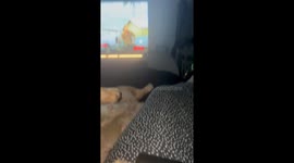 Woman tries to control her laughter while watching her adorable doggo's hilarious sleeping stance