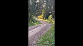 Fabulous pony completely unfazed by a lanky tree falling right in front of it