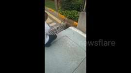 Determined male weasel rescues mate trapped in drain