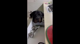 Persistent pooch: Adik's relentless food begging tactics caught on camera