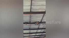 Large python coils around ceiling rafter while two volunteers try to hook it