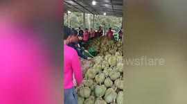 Farmer drags snake away from freshly harvested durian mountain