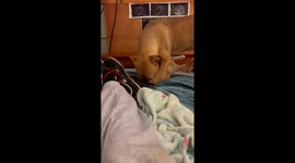 Cat and dog who share a home playfully fight with each other *Adorable Pet Moment*