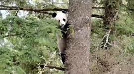 Park workers encounter wild giant panda in southern China