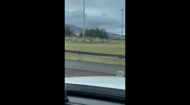 Deer Herd Stampede Across Hawaiian Park