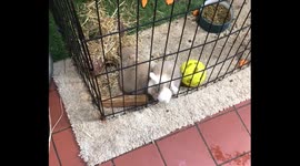 Bunny Doesn't Abide By Fencing Laws