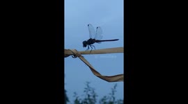 A small dragonflies sitting on a ropes and eats a winged flying black Ant