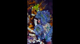 Colorfully Camouflaged Crabs