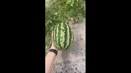 Resilience amidst ruin: watermelon thrives in devastated central market of Ukraine's melon capital Kherson