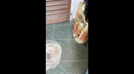 Black Cat Excitedly Dances For Water