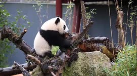 Giant panda Fan Xing leaves Dutch zoo for China