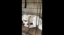 Dog cools off with blocks of ice on hot day in the Philippines