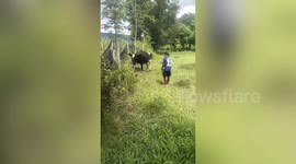 Healthy cow with five legs becomes superstitious Thai woman's personal 'lucky charm'