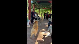 How deer you! Fawn lashes out at Golden Retriever at park in China