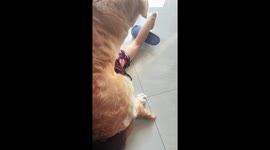 Canine McGregor! Pet Golden Retriever sits on toddler like an MMA wrestler