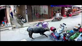 Terrified store owners shut doors as startled water buffalo rampages through streets in China