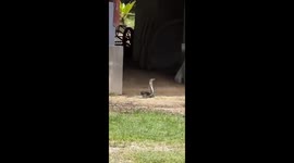 Fearless pet dog bravely stares down wild cobra with ferocious barking