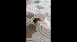 Sleepy newborn chick nods off while standing and trying to walk