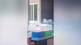 Residents terrified when 8ft cobra slithers into house from second-storey window