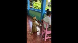 Pet dog patiently sits upright to ask for a taste of schoolboy's noodles
