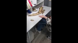 Woman makes eagle mural from melon seeds in China