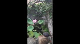 Bizarre lotus leaf moves water like a mechanical fountain feature at Chinese garden pond