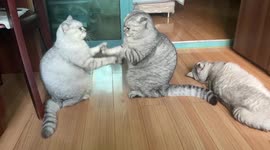Two pet cats have hilariously tame fight in China