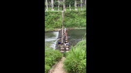 Dog falls into raging river but swims back to owner on stepping stones