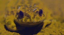 Special ponds created in Vienna, Austria, to help conserve green toads