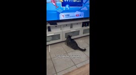 The internet can't get enough of this cat's reaction to his favourite TV show