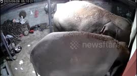 Wild Asian elephants break into homes in food hunt in China