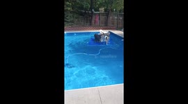 Dogs Play On The Floating Mat