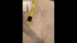 Cat's amazing tape measure trick: ball to pan to cup!