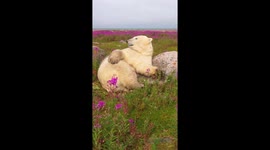 Polar Bears Stroll Through Fields of Wildflowers
