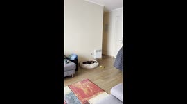 Dachshund Causes Drama When Left Alone