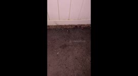 Poked Frog Splats Into Wall